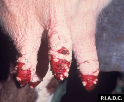 Bluetongue: Bovine, mammary gland. There is extensive coalescing ulceration of the teat skin.