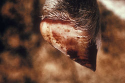 Lengua Azul: Ovino, pata. Hay múltiples petequias en la pared de la pezuña, y hay hiperemia marcada de la banda coronaria.