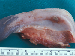 Lengua Azul: Ovino, lengua. La mucosa lateral contiene varias ulceras que están cubiertas por exudado y están rodeadas por zonas de hiperemia. 