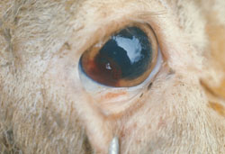 Bluetongue: Sheep, eye. There are foci of bulbar and palpebral conjunctival hemorrhage. 