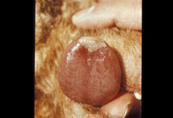 Bluetongue: Sheep, tongue. There are disseminated mucosal petechiae, and a single large vesicle on the tip.