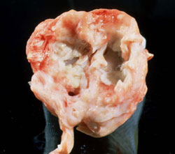 Caprine Arthritis and Encephalitis: Goat, carpal joint. Marked proliferative synovitis and cartilage erosion. 