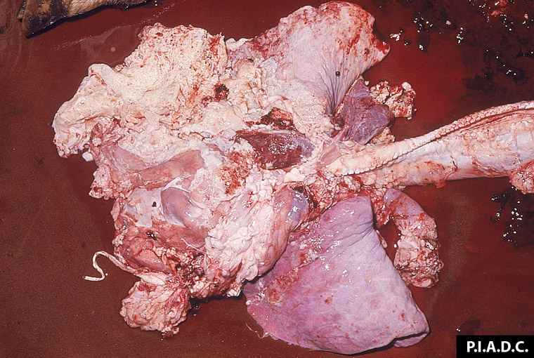 contagious-bovine-pleuropneumonia: Bovino, Pulmón. La mayoría de la superficie pleural está cubierta con abundante fibrina y tejido fibroso.