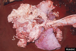 Pleuroneumonía Contagiosa Bovina: Bovino, Pulmón. La mayoría de la superficie pleural está cubierta con abundante fibrina y tejido fibroso.