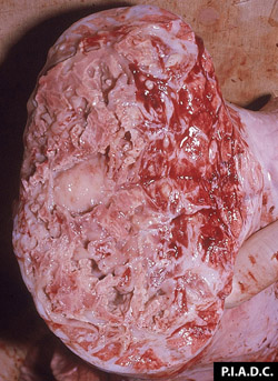 Contagious Bovine Pleuropneumonia: Bovine, lung. Most of the parenchyma is dull, tan, and contains multiple cavities (necrotic); since it is partially surrounded by a fibrous capsule, this necrotic zone is termed a sequestrum. In the viable tissue above and below the sequestrum, the interlobular septa are markedly thickened by fibrous tissue.