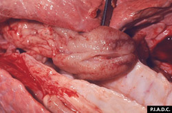 Pleuroneumonía Contagiosa Bovina: Bovino, ganglio linfático traqueo-bronquial. Este linfonodo seccionado está agrandado (hiperplasia) y contiene un foco de hemorragia. 