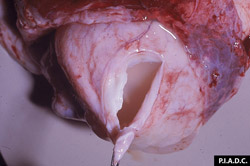 Pleuroneumonía Contagiosa Bovina: Bovino, corazón. El pericardio esta marcadamente engrosado, y el saco pericardial contiene abundante liquido turbio-pálido. 