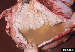 Pleuroneumonía Contagiosa Bovina: Bovino, pericardio abierto. El saco esta distendido con abundante líquido turbio-pálido, y abundantes capas de fibrina en la superficie pericardial. 