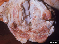 Pleuroneumonía Contagiosa Bovina: Bovino, carpo. La articulación y la vaina del tendón extensor  están marcadamente engrosados y contienen abundante líquido. La superficie sinovial de la vaina del tendón está cubierta por pequeñas manchas de fibrina. 