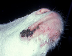 Contagious Ecthyma: Goat, lips. Raised, crusted lesions are centered on the commisure. There are smaller papules on the chin and nostril. 