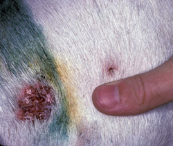 Contagious Ecthyma: Goat, skin. The skin is focally alopecic, thickened and reddened.