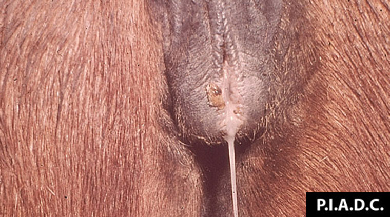 contagious-equine-metritis: Equino, vulva. Exudado mucopurulento  drena de la vulva.