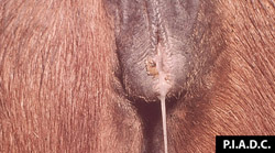 Metritis Equina Contagiosa: Equino, vulva. Exudado mucopurulento  drena de la vulva.