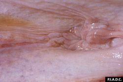 Contagious Equine Metritis: Horse, vagina. There is straw-colored fluid within the cranial vagina. 