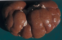 Chlamydiosis (Mammalian): Bovine, kidney. Diffuse petechial hemorrhages are present in the kidney.