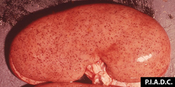 Classical Swine Fever: Pig, kidney. There are numerous disseminated cortical petechiae ("turkey egg kidney"). 