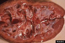Peste Porcina Clásica: Suino, riñón. La corteza contiene petequias diseminadas. Los cálices están moderadamente dilatados (hidronefrosis) y también contienen hemorragias. 