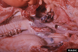 Peste porcine classique: Porc, nœud lymphatique rétro-pharyngien. Le nœud lymphatique est nettement hypertrophié et hémorragique; l'amygdale a plusieurs zones hémorragiques mal délimitées.