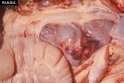 Peste Porcina Clásica: Suino, riñón. Hay una hemorragia extensa en la superficie de la corteza.