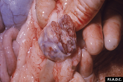 Peste Porcina Clásica: Suino, ganglio linfático inguinal. Hemorragias petequiales y periféricas (senos medulares).
