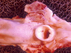 Peste porcine classique: Porc, pharynx et larynx. Foyers coalescents d'hémorragie et pétéchies (et nécrose) dans les amygdales palatines et la muqueuse pharyngienne, ainsi que celle laryngée adjacente.