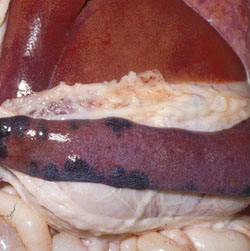 Classical Swine Fever: Pig, spleen. There are multiple coalescing, swollen, dark red infarcts along the margins.