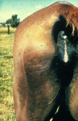Durina: Equino, vulva. Engrosamiento vulvar, con edema, con frecuencia apariencia gelatinosa debido a Trypanosoma equiperdum.