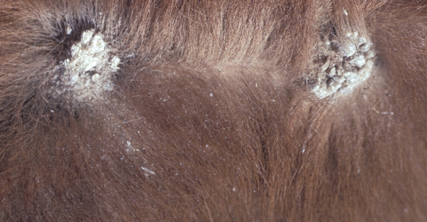 dermatophytosis: Bovino, piel. Hay múltiples lesiones costrosas de color marrón pálidas y elevadas. 