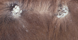 Dermatofitosis: Bovino, piel. Hay múltiples lesiones costrosas de color marrón pálidas y elevadas. 