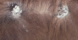 Dermatophytosis: Bovine, skin. There are multiple raised pale tan crusted lesions. 