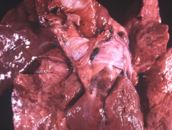 Epizootic Hemorrhagic Disease: Deer, pulmonary artery and lungs. Locally extensive adventitial hemorrhage at the base of the pulmonary artery is considered pathognomonic for EHD and bluetongue in ruminants. Lungs contain many red areas (congestion and hemorrhage).