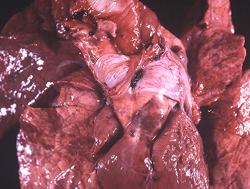 Enfermedad Hemorrágica Epizoótica: Ciervo, arteria pulmonar y pulmones. La hemorragia local generalizada de la túnica adventicia en la base de la arteria pulmonar es considerado patognomónico de la enfermedad hemorrágica epizoótica y lengua azul en los rumiantes. Los pulmones contienen varias areas rojas(hemorragia y congestión). 