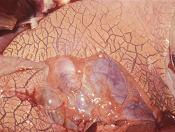 Epizootic Hemorrhagic Disease: Deer, lungs. Interlobular septa are severely expanded by edema. The mediastinal bulla likely resulted from terminal dyspnea. 