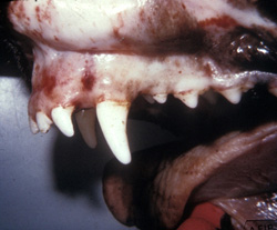 Ehrlichiosis: Dog, oral mucosa, Ehrlichia canis. There are multiple petechiae and ecchymoses on the gingival and buccal mucosa.