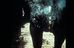 Linfangitis Epizoótica: Equino, piel. La piel en el tórax (área del pecho) y tejido subcutáneo están engrosados con focos purulentos (abscesos). 