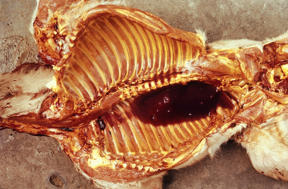 equine-piroplasmosis: Horse, pleural and peritoneal cavities. There is marked generalized icterus. The blood in the thoracic cavity is thin and watery (anemia).