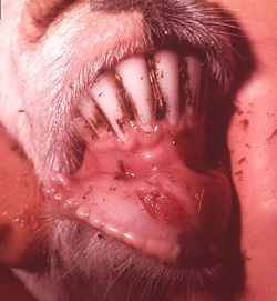 Fiebre Aftosa: Caprino, mucosa oral. Erosión alargada (vesícula rota) a rostral de la región mandibular en la mucosa oral.