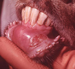 Fiebre Aftosa: Cabra, mucosa oral. Hay una erosión larga, parcialmente cubierta por nuevo epitelio (parcialmente sanada) en el rostro de la región mandibular de la mucosa bucal.