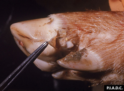 Foot and Mouth Disease: Pig, foot. There is a ruptured vesicle of the caudal-lateral coronary band, with undermining of the heel.