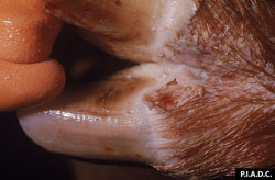 Fièvre aphteuse: Porc, pied. Vésicule rompue sur la bande coronaire, s’étendant sur la peau de l’espace interdigital.