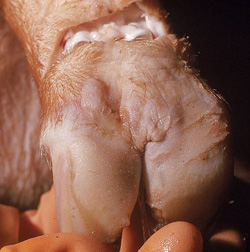 Fièvre aphteuse: Porc, pied. Vésicule intacte sur la bande coronaire caudale de l’onglon gauche, et une fente (vésicule rompue) sur le bulbe du talon de l’onglon droit.