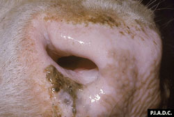 Fiebre Aftosa: Bovino, morro. En los ollares, la mucosa ventro-medial contiene una vesícula intacta. 