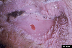 Fiebre Aftosa: Bovino, labio. La mucosa bucal contiene una erosión (vesícula rota). 