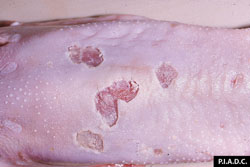 Fiebre Aftosa: Lengua. Hay erosiones y úlceras grandes, en la mucosa. 