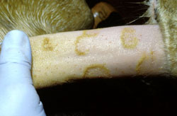 Fiebre Aftosa: Bovino, lengua. Varias vesículas cicatrizadas que tienen márgenes con coloración café-amarillenta. 