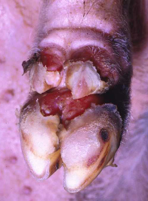 foot-and-mouth-disease: Suino, pata. Grietas grandes en las bandas coronarias preceden el desprendimiento de las pezuñas. 