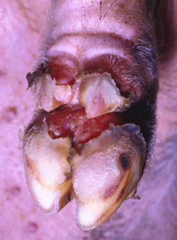Foot and Mouth Disease: Pig, foot. Large clefts at the coronary bands precede sloughing of the claws. 