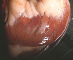 Fièvre aphteuse: Mouton, cœur. Zone pâle de nécrose myocardique, visible sur la surface épicardique.