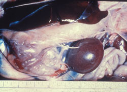 Tifosis Aviar y Pullorosis: Ave, cavidad abdominal. El hígado tiene bordes focales pálidos (parte superior de la cavidad abdominal) y el bazo esta agrandado y redondeado con lesiones putiformes blancas multifocales debido a salmonella gallinarum.