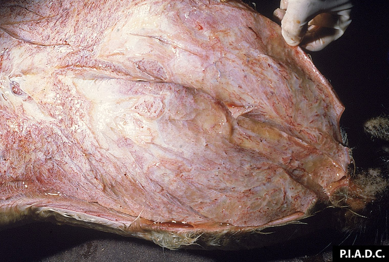 hemorrhagic-septicemia: Bovine, head and neck. Marked subcutaneous edema.